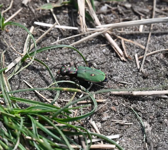 Cicindela campestris - mezei homokfutrinka