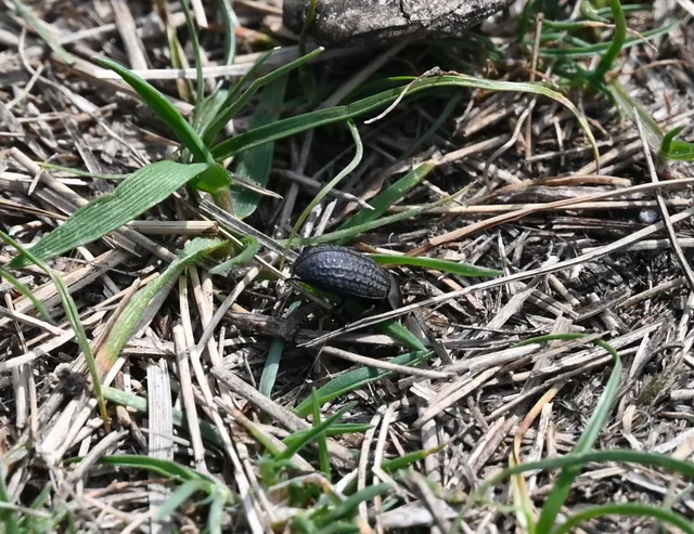 Opatrum sabulosum - sároshátú gyászbogár Opatrum sabulosum - sároshátú gyászbogár