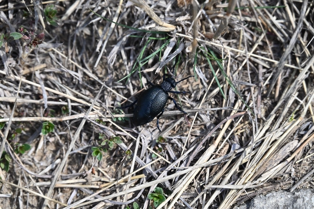 Meloe cicatricosus - óriásnünüke
