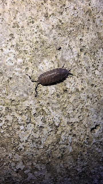 Isopoda - Ászkarákok