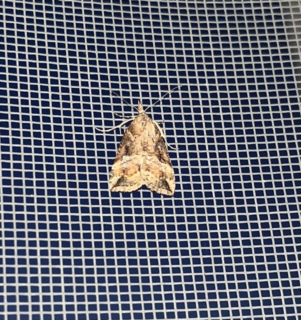 Hypena rostralis - közönséges karcsúbagoly