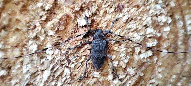 Acanthocinus aedilis - nagy daliáscincér