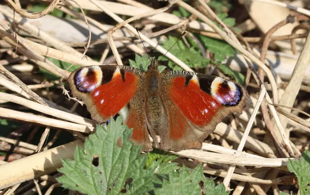 Nymphalis io - nappali pávaszem