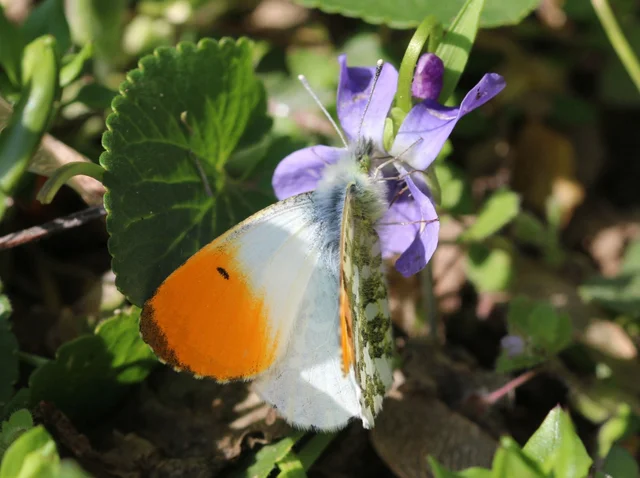 Anthocharis cardamines - hajnalpírlepke