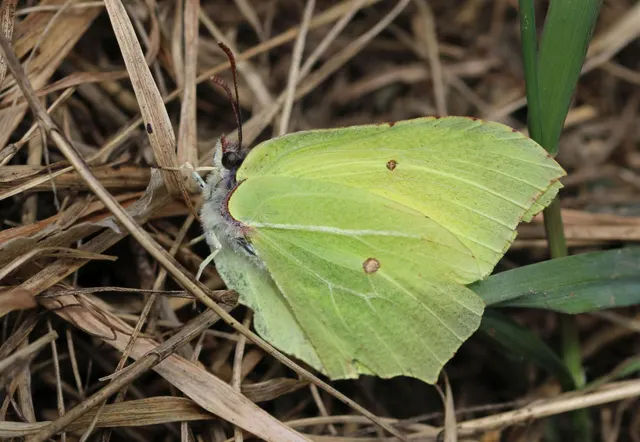 Gonepteryx rhamni - citromlepke