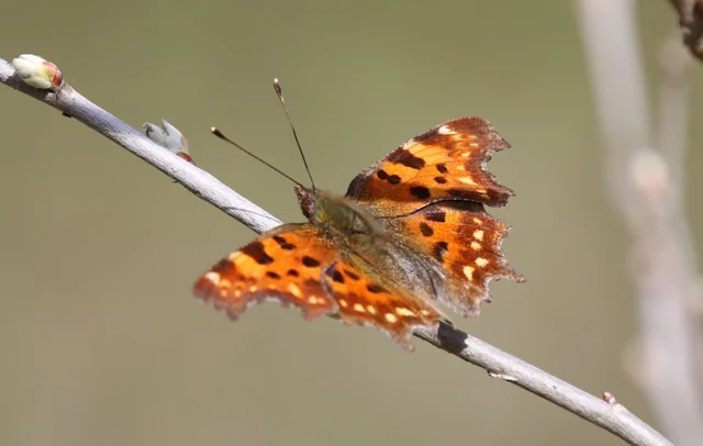 Nymphalis c-album - C-betűs lepke