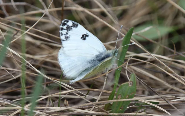 Pontia edusa - rezedalepke