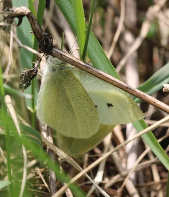 Pieris rapae - répalepke