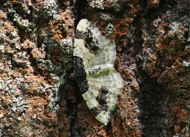 Ligdia adustata - barna levélaraszoló
