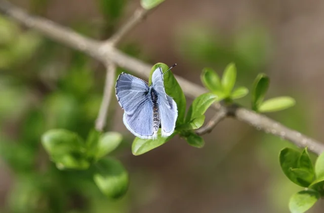 Celastrina argiolus - bengeboglárka