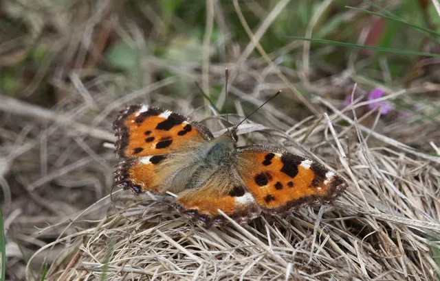 Nymphalis polychloros - nagy rókalepke