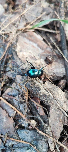 Trypocopris vernalis - tavaszi álganéjtúró