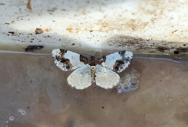 Ligdia adustata - barna levélaraszoló