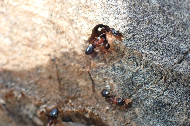 Dolichoderus quadripunctatus - négypettyes erdeihangya