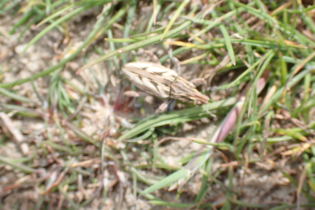 Coniocleonus nigrosuturatus - nyíljegyes barkó