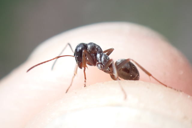 Formica fusca - kormos rabszolgahangya