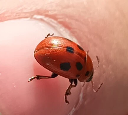Gonioctena fornicata - közönséges lucernabogár