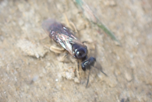Lasioglossum