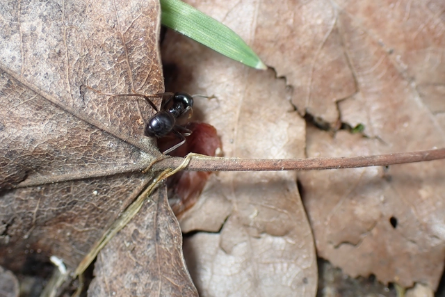 Lasius fuliginosus - kartonépítő fahangya
