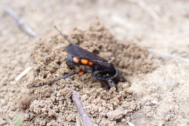 Anoplius viaticus - közönséges útonállódarázs Anoplius viaticus - közönséges útonállódarázs