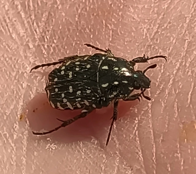 Oxythyrea funesta - sokpettyes virágbogár