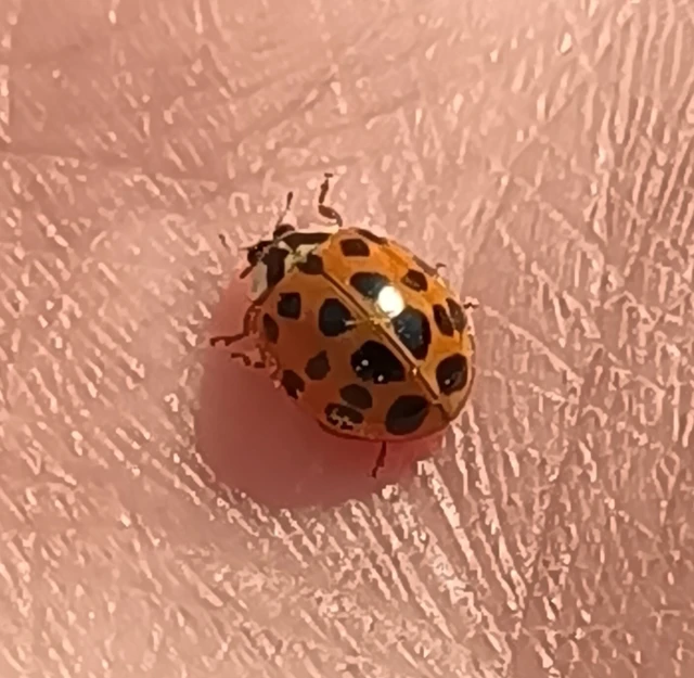 Harmonia axyridis - harlekinkatica