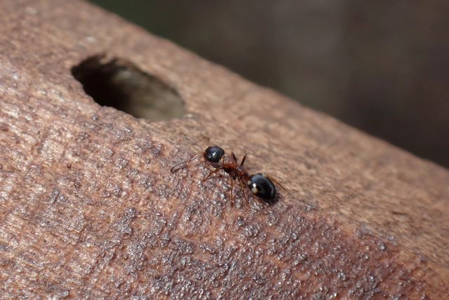 Dolichoderus quadripunctatus - négypettyes erdeihangya
