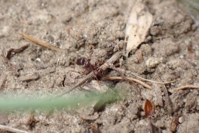 Tetramorium