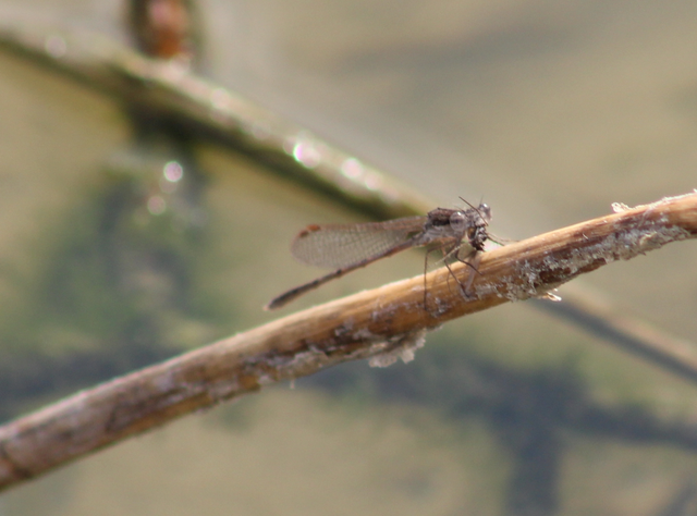 Sympecma fusca - téli rablószitakötő