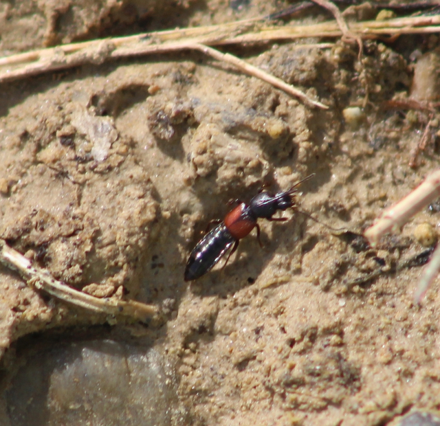 Bledius tricornis - háromszarvú ásóholyva Bledius tricornis - háromszarvú ásóholyva