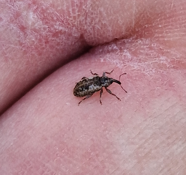 Dorytomus