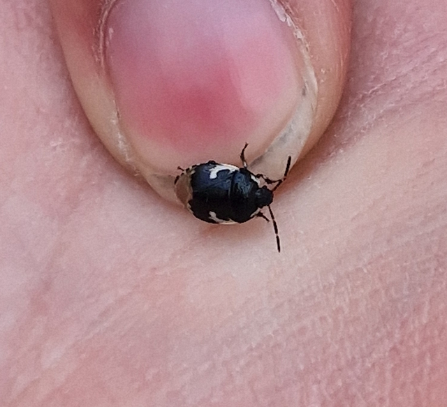 Tritomegas bicolor - foltos földipoloska