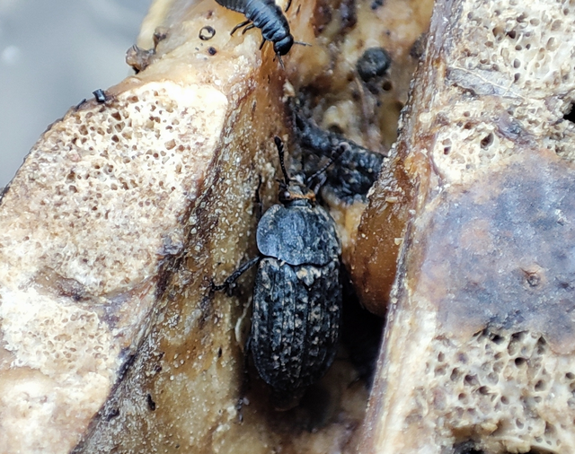 Thanatophilus rugosus - ripacsos dögbogár