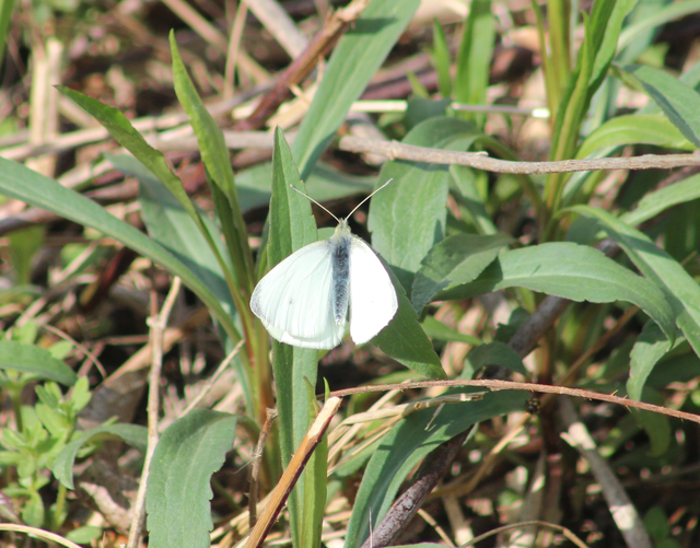 Pieris rapae - répalepke