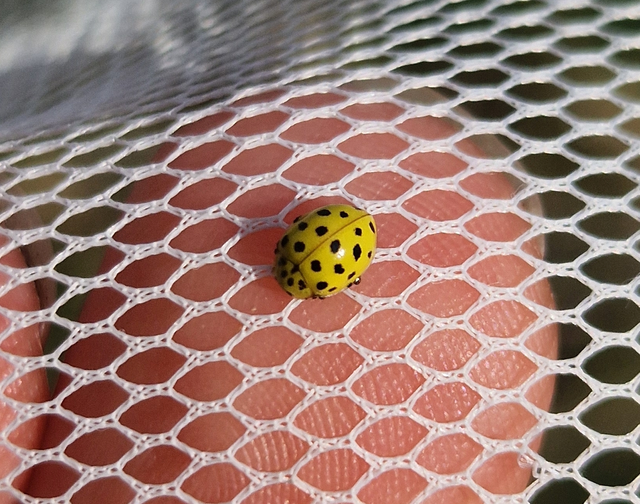 Psyllobora vigintiduopunctata - huszonkétpettyes katica