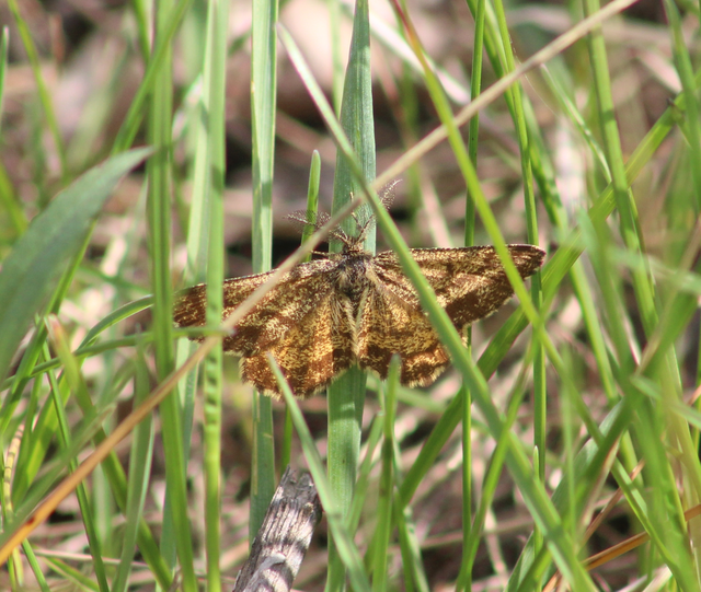 Ematurga atomaria - barna rétiaraszoló