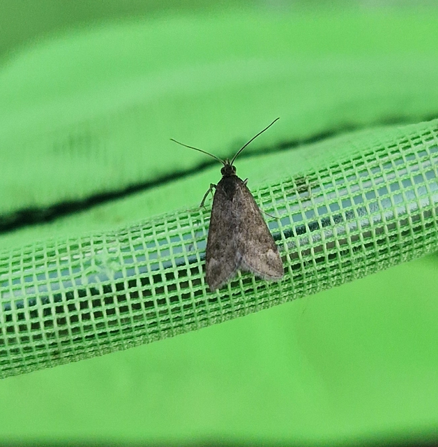 Pyrausta despicata - réti bíbormoly