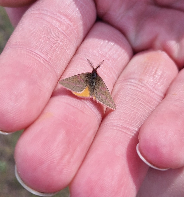 Lythria purpuraria - bíborsávos araszoló