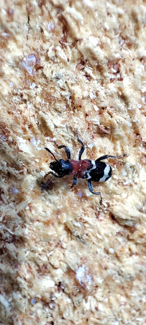 Thanasimus formicarius - vörösnyakú szúfarkas