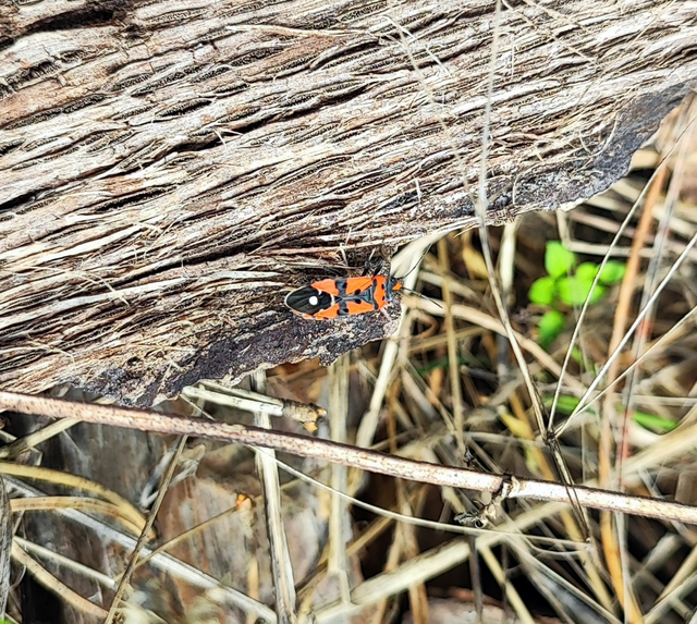 Lygaeus equestris/simulans