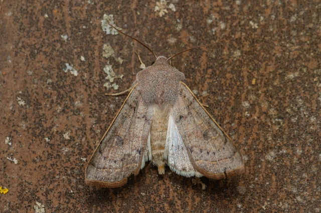 Orthosia gracilis - karcsú barkabagoly