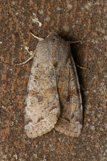 Orthosia incerta - változékony barkabagoly