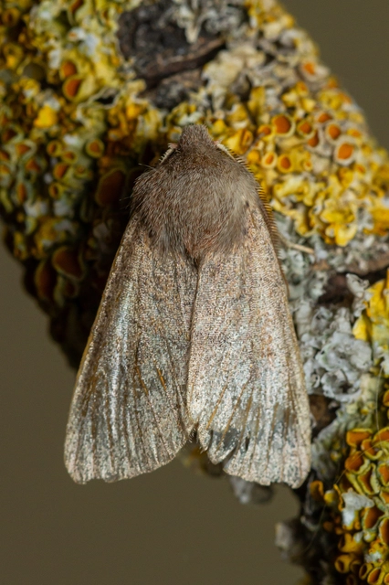 Orthosia cerasi - közepes barkabagoly