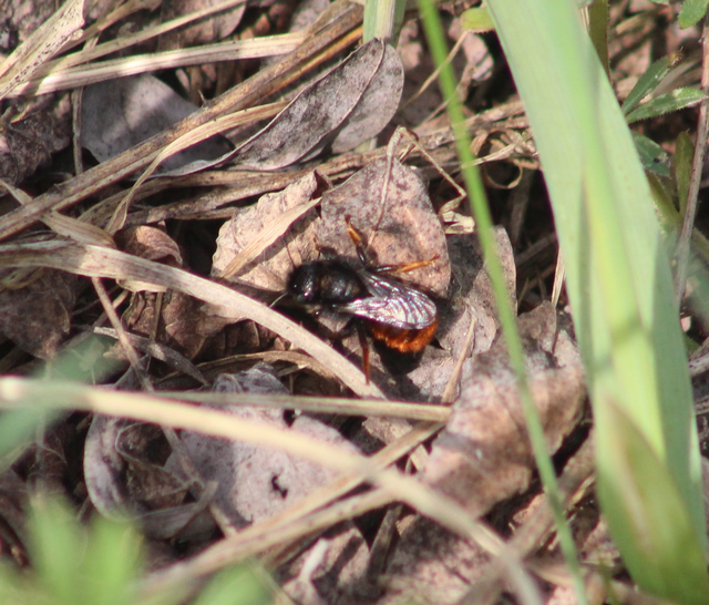 Osmia bicolor