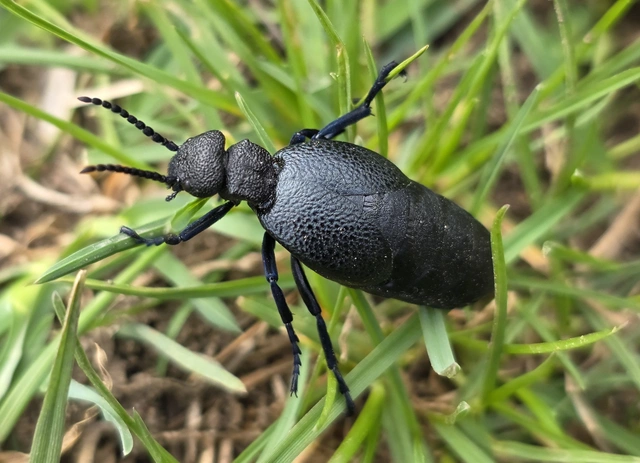 Meloe cicatricosus - óriásnünüke