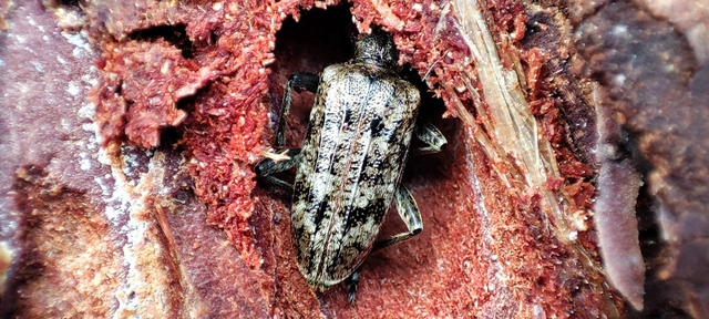 Rhagium inquisitor - fenyves-tövisescincér