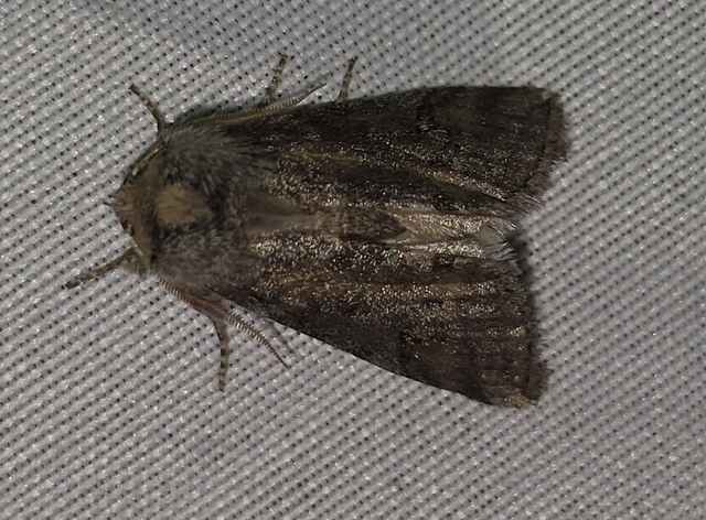 Asphalia ruficollis - vörösnyakú pihésszövő