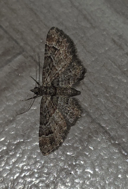 Gymnoscelis rufifasciata - vöröscsíkos törpearaszoló
