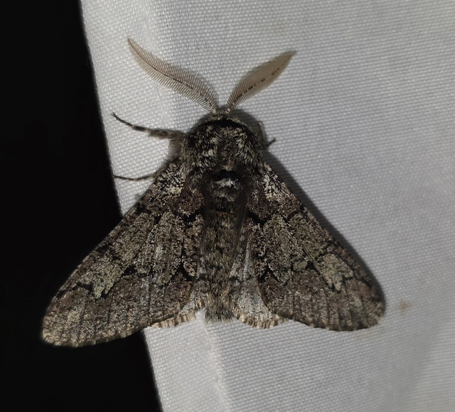 Biston strataria - barnapettyes araszoló