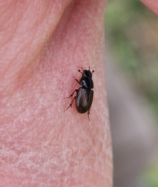 Melinopterus consputus Melinopterus consputus